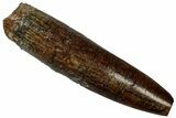 Fossil Sauropod Dinosaur (Titanosaur) Tooth - Morocco #298491-1